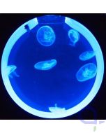 Aurelia aurita - Ohrenquallen 3 Stück