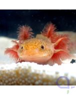Axolotl Copper