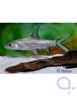 Haibarbe - Balantiocheilos melanopterus / Balantiocheilus melanopterus