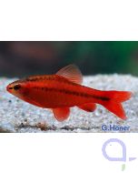 Bitterlingsbarbe - Puntius titteya