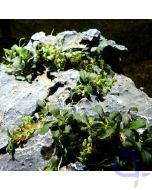 Hardscape - Bepflanzter Stein - Wysiwyg