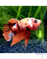 Kampffisch Plakat - Orange Nemo - Betta splendens 