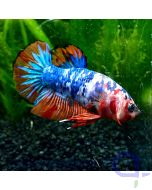 Kampffisch Plakat - Comic Nemo - Betta splendens 