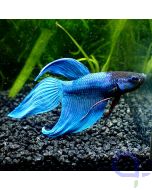 Kampffisch Veiltail - Blue - Betta splendens 