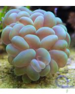 Plerogyra sinuosa - Blasenkoralle grün