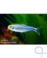 Blauer Perusalmler - Knodus borki (Boehlkea fredcochui)