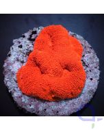 Acanthastrea bowerbanki Ultra