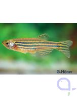 Zebrabärbling - Danio rerio