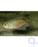 Brillantsalmler - Moenkhausia pittieri