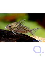 Genetzter Panzerwels - Brochis sodalis