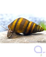 Gestreifte Turmdeckelschnecke - Brotia dautzenbergiana
