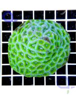 Favites abdita - Hirnkoralle