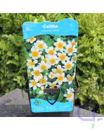 Caltha palustris Alba- Sumpfdotterblume Weiß - 9x9 cm