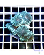 Caulastrea  blau gestreift 