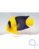 Centropyge bicolor - Blaugelber Zwergkaiserfisch