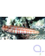 Blenniella chrysospilos - Rotpunkt Blenny Schleimfisch