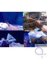 Cleaning Crew Big Pack