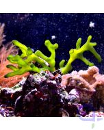 Codium fragile - Fingeralge - Zweig - VvH