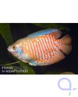 Zwergfadenfisch - Trichogaster Colisa lalius