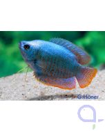 Blauer Fadenfisch - Trichogaster lalius blue