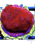 Montipora Superman Rot-Blau