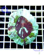 Acanthophyllia deshayesiana Türkis