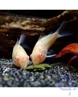Metallpanzerwels albino - Corydoras aeneus