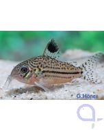 Leopard Panzerwels - Corydoras leopardus - Corydoras trilineatus