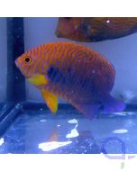 Centropyge potteri Bild