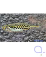 Zwergleopardbärbling - Danio tinwini