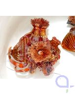 Dardanus pedunculatus - Anemonen-Einsiedlerkrebs