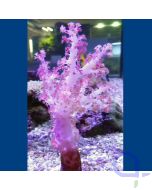 Dendronephthya sp. - Rote Weichkoralle