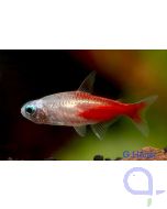 Diamantkopf Neonsalmler - Paracheirodon innesi variant 