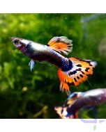 Guppy Dumbo Ear Blue Mosaic