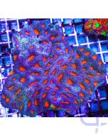 Acnthastrea echinata Blau Rot Ausschnitt