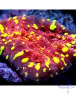 Echinophyllia - Goldmeister - Detail