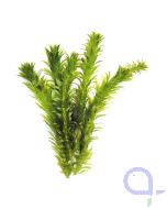 Egeria densa - Wasserpest dichtblättrig