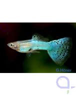 Guppy Electric Blue