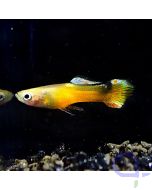 Endler Guppy - Paar- Yellow Saddleback Gold - Wysiwyg - Rarität - Männchen