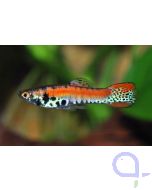 Endler Guppy -Paar- Roter Tiger - Poecilia wingei
Bildrechte Frank Schenk
