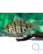 Scheibenbarsch - Enneacanthus chaetodon