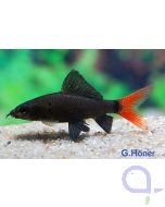 Epalzeorhynchos Labeo bicolor