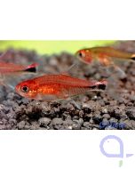 Erdbeersalmler - Axelrodia risei