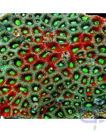 Favites pentagona - Hirnkoralle