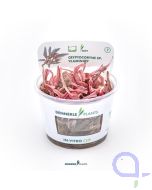 Cryptocoryne spec. Flamingo - Flamingowasserkelch - InVitro