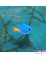 Bild 1 Chrysiptera parasema - Gelbschwanzdemoiselle