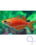 Lachsroter Regenbogenfisch - Glossolepis incisus 