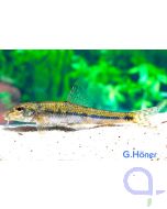 Gründling - Gobio gobio