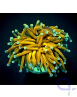 Euphyllia glabrescens Golden Torch - Fackelkoralle