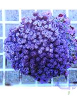 Goniopora sp. Lila